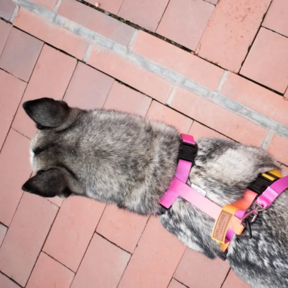 harnais type guard pour chien - kasibe