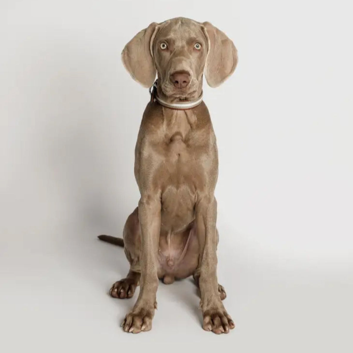 Ensemble collier et laisse pour chien - BASEBALL - Kasibe