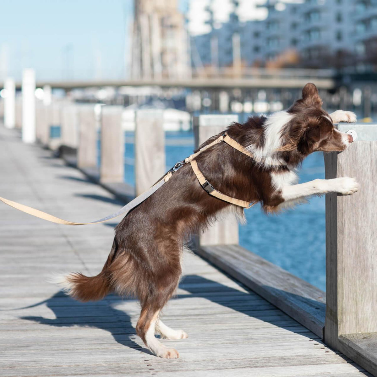 Ensemble de promenade pour chien - BREEZE - Kasibe