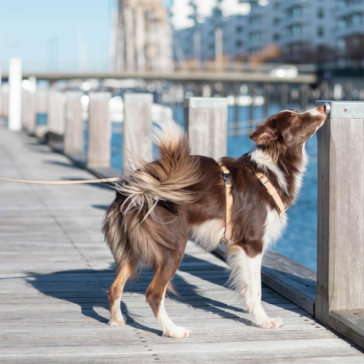 Ensemble de promenade pour chien - BREEZE - Kasibe