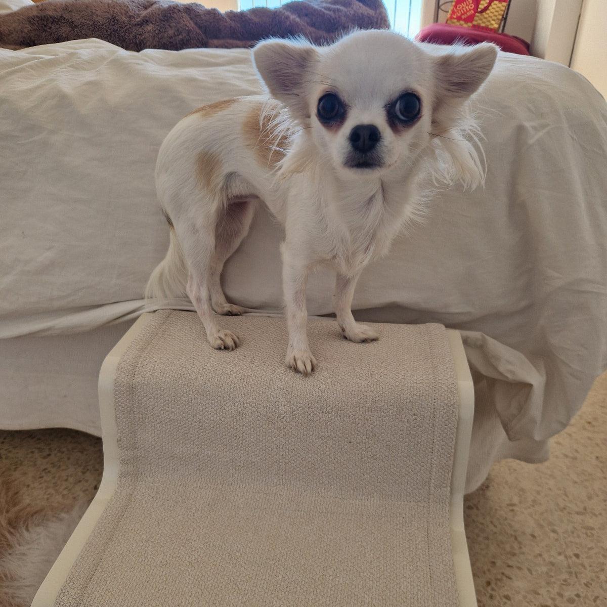 Escalier pour chien - DOGBEAM 3 MARCHES - Kasibe