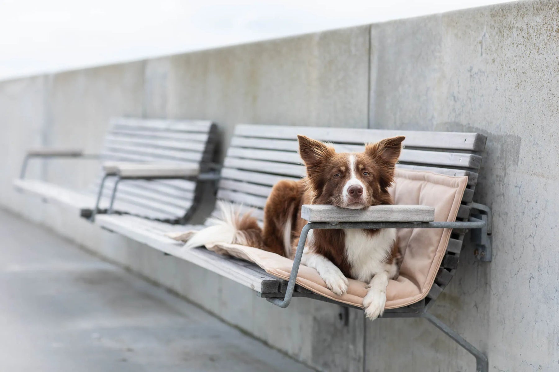 Tapis de transport pour chien - CLASSIC - Kasibe
