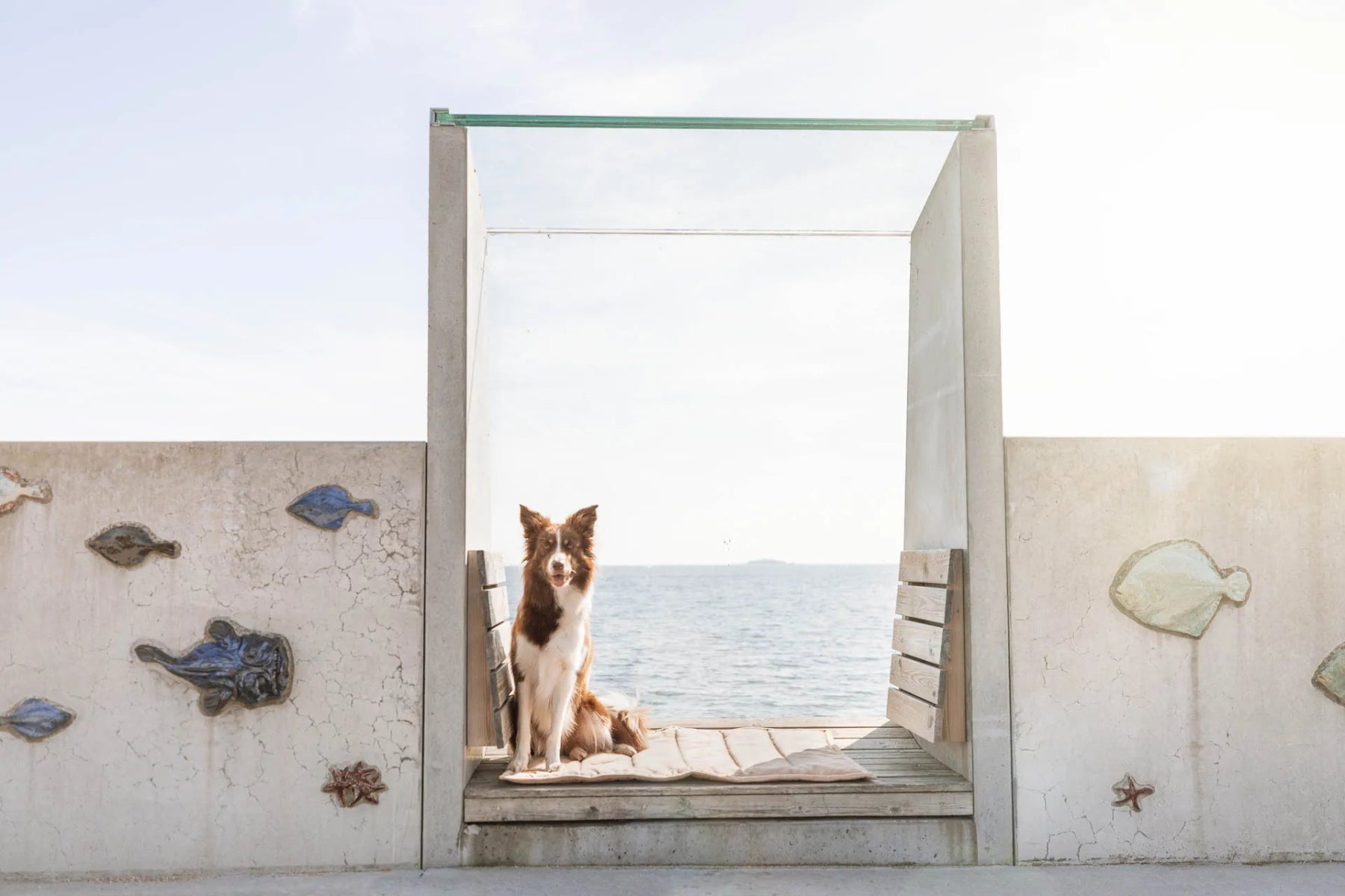 Tapis de transport pour chien - CLASSIC - Kasibe