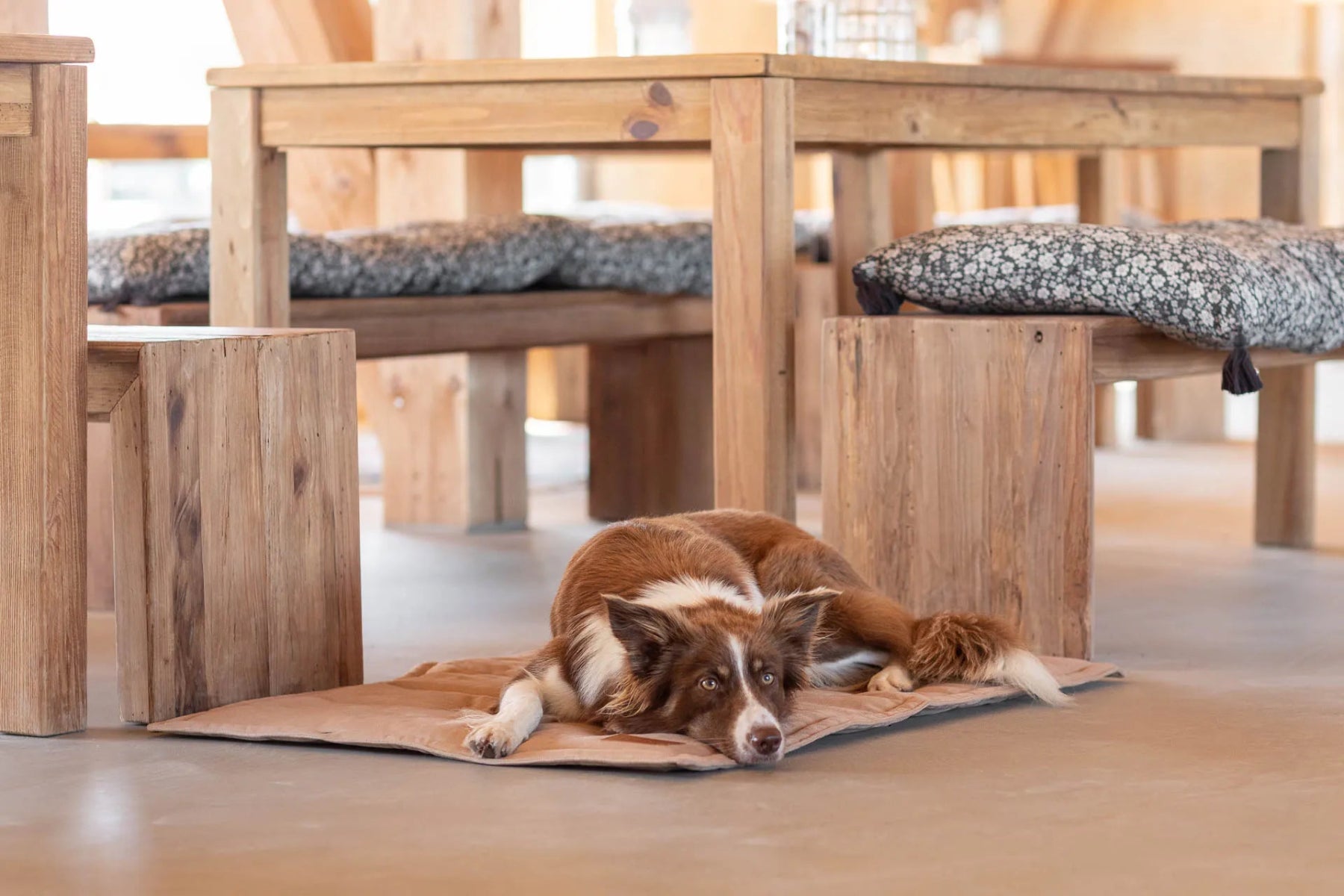 Tapis de transport pour chien - CLASSIC