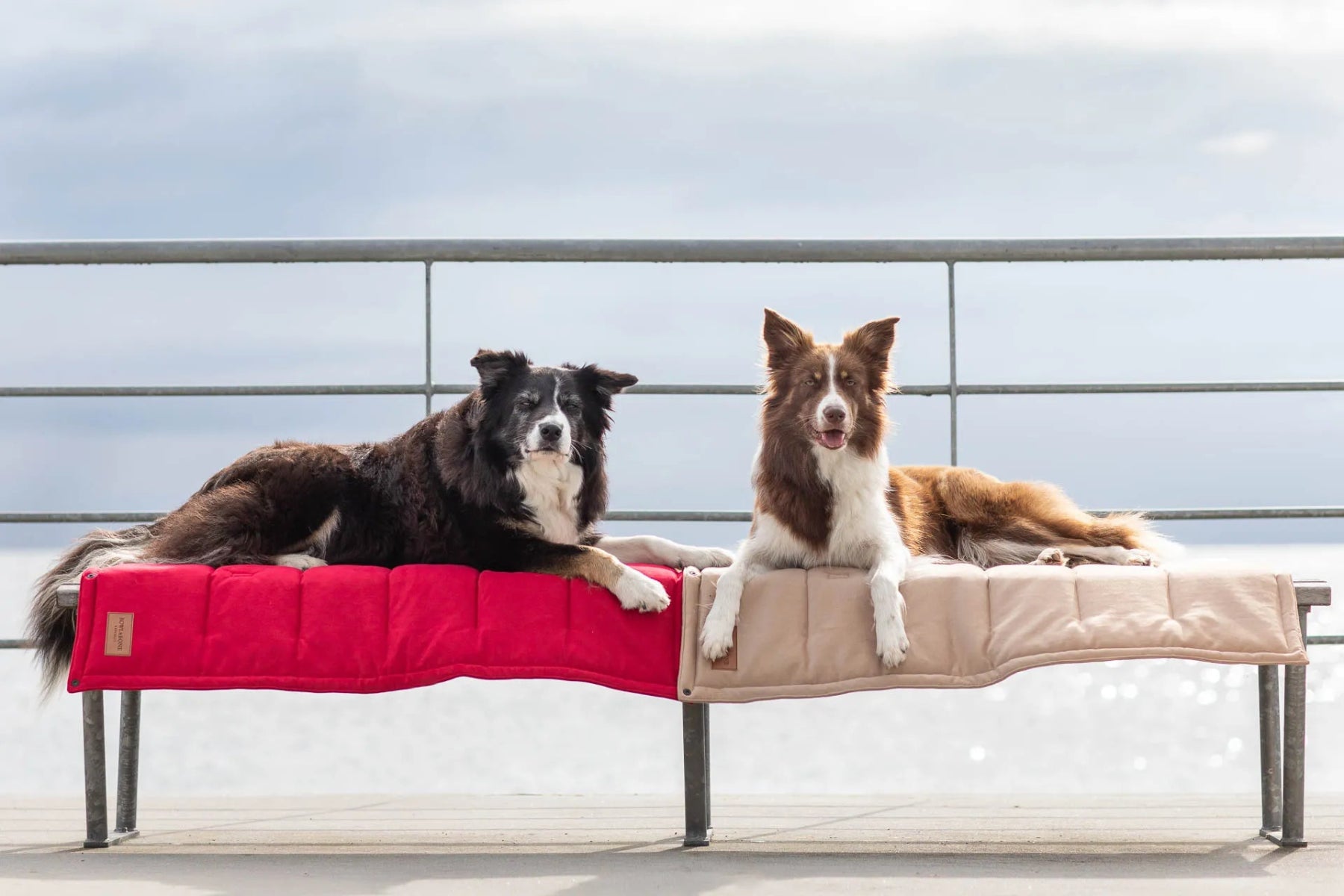 Tapis de transport pour chien - CLASSIC - Kasibe