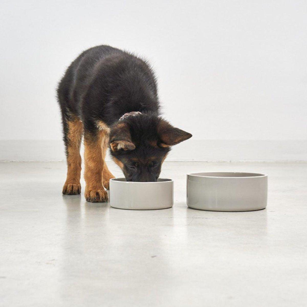 Scodella, une gamelle en céramique pour chien de haute qualité - kasibe
