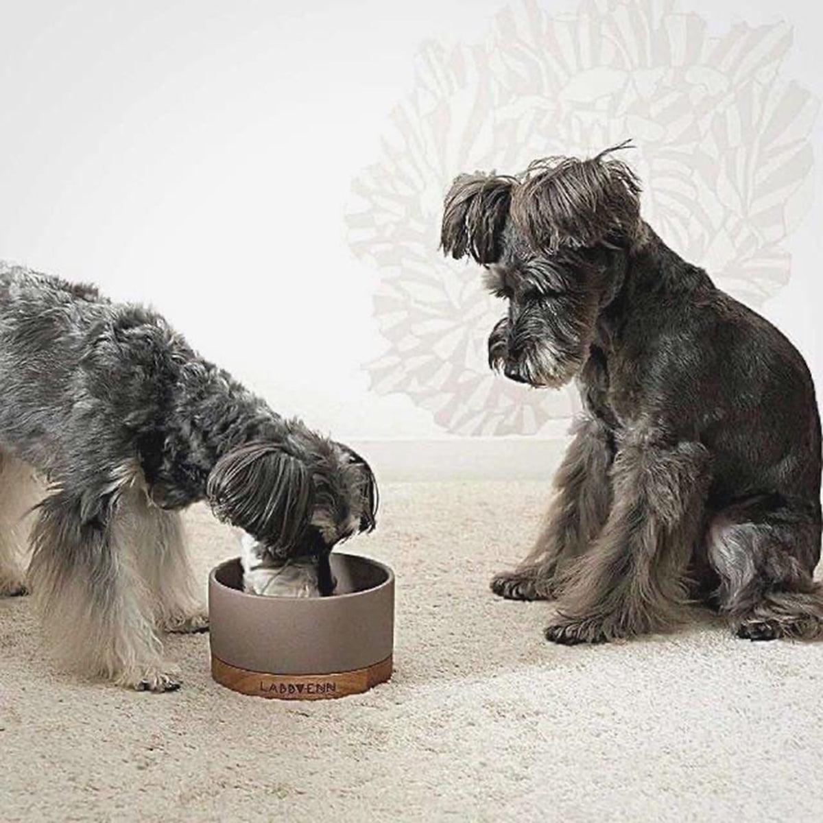Gamelle chic pour chien ou chat - VUKU SINGLE - Kasibe