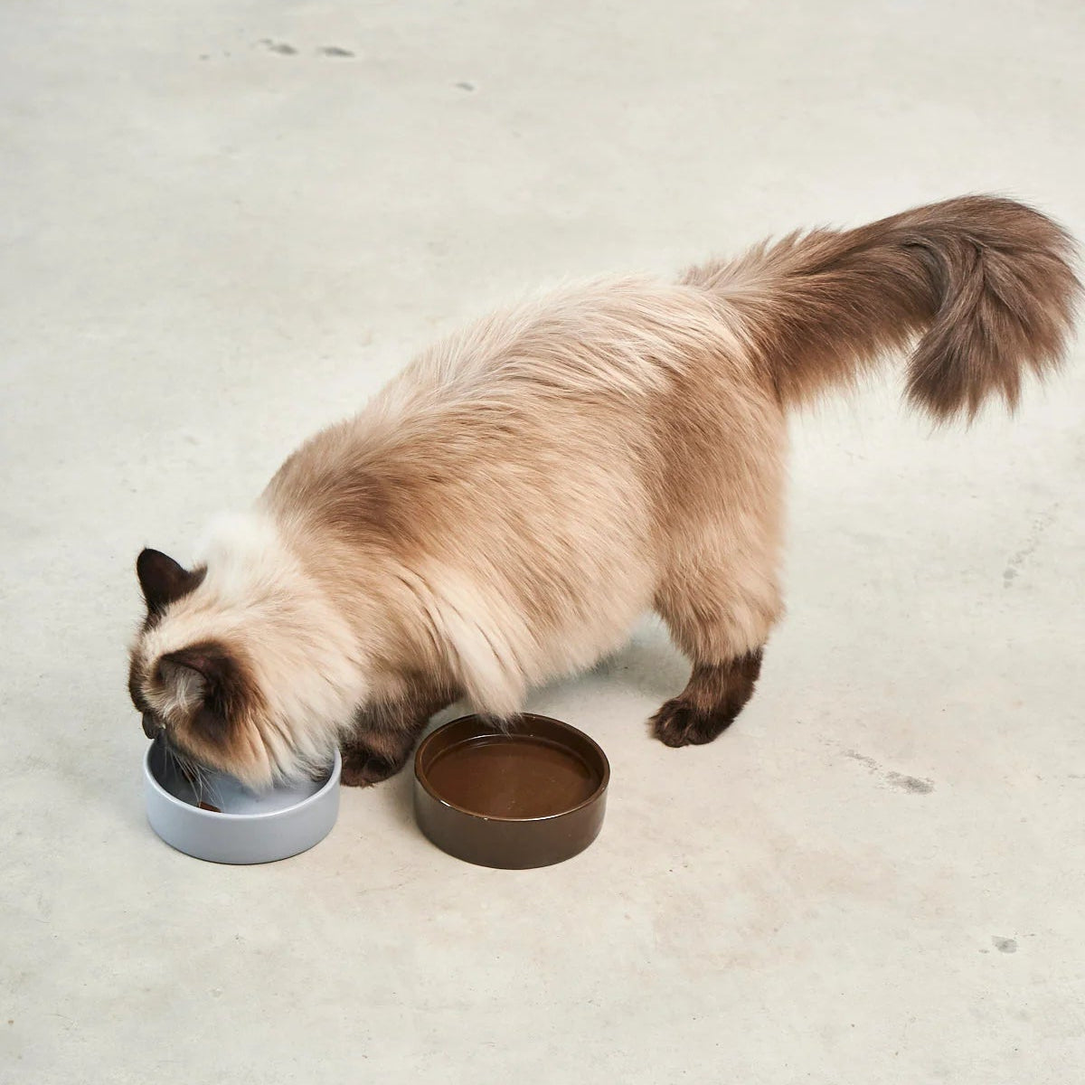 gamelle design pour chat en porcelaine olive - kasibe