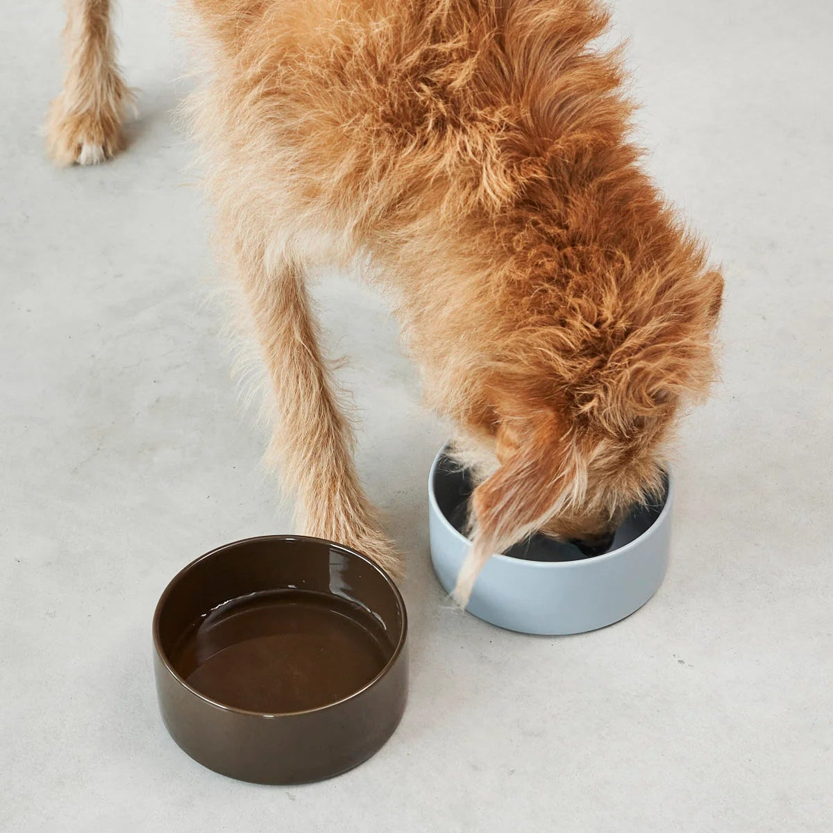 gamelle design pour chien en porcelaine - kasibe