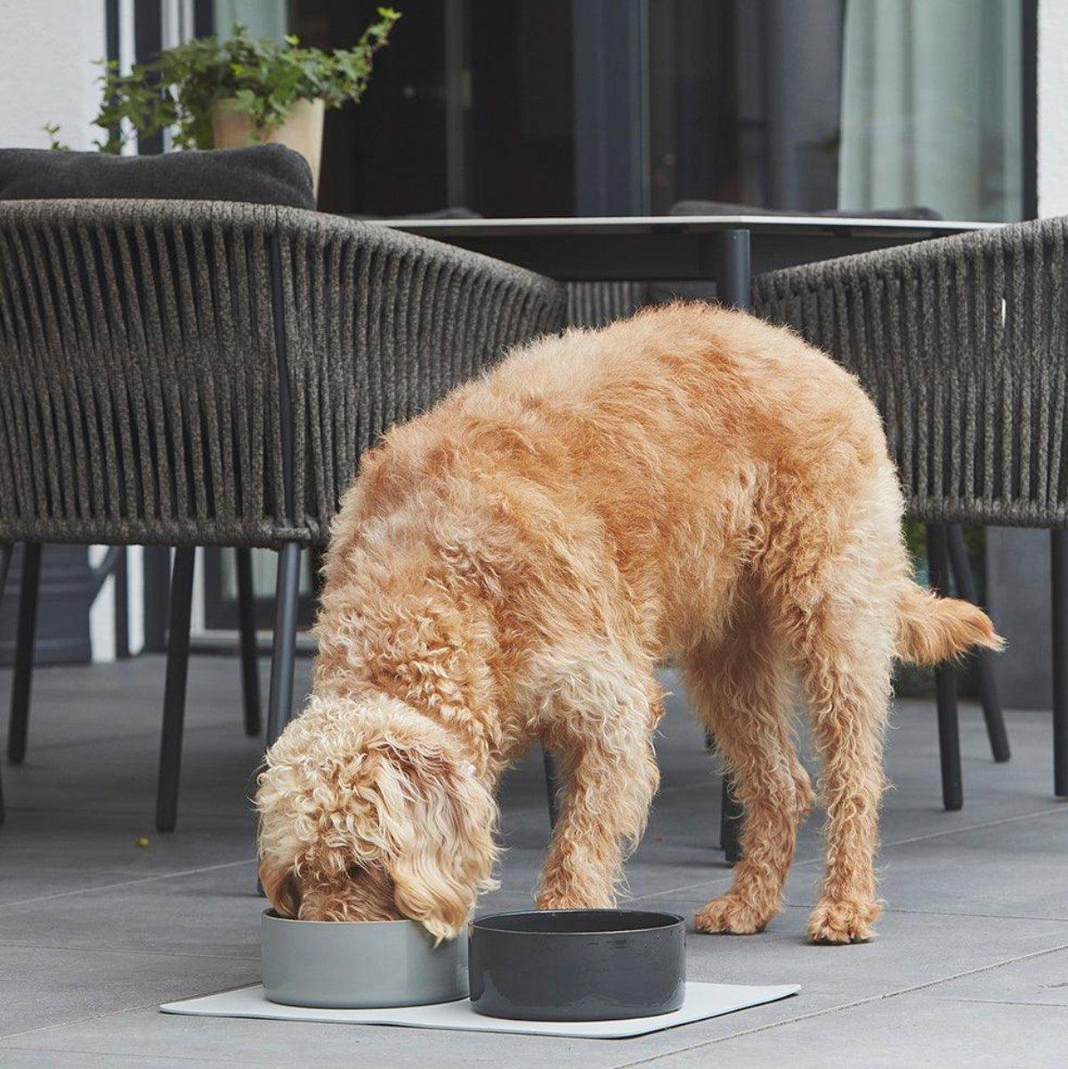 Gamelle en céramique pour chien - SCODELLA - Kasibe