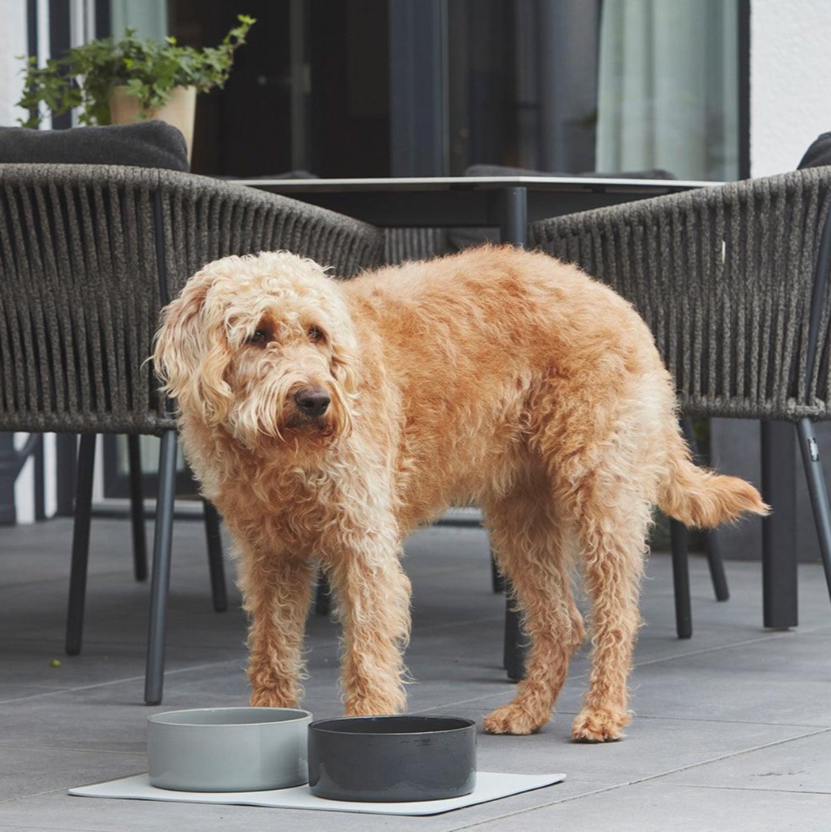 Gamelle en céramique pour chien - SCODELLA - Kasibe