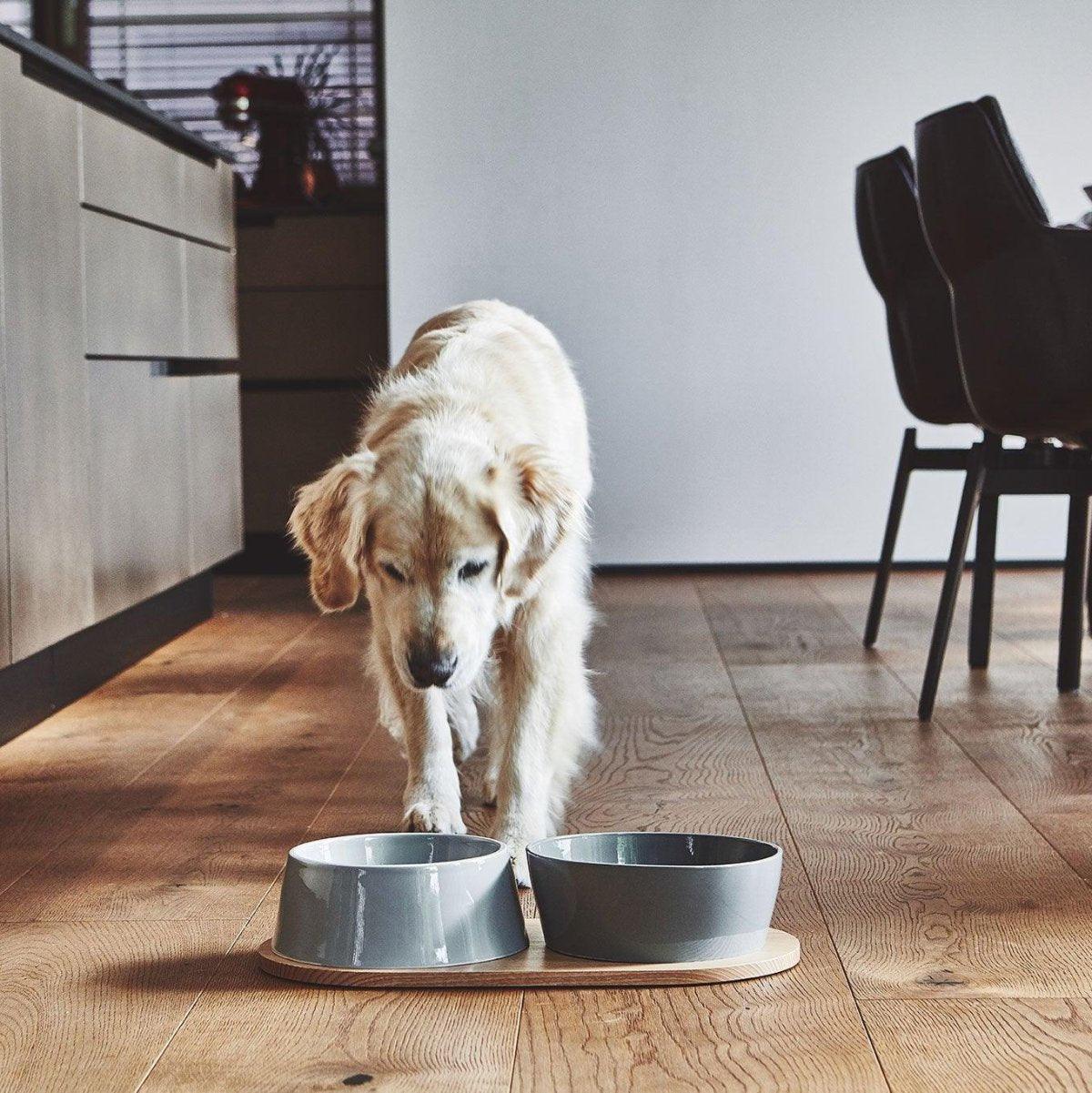 Gamelle en porcelaine pour chien double - DOPPIO - Kasibe