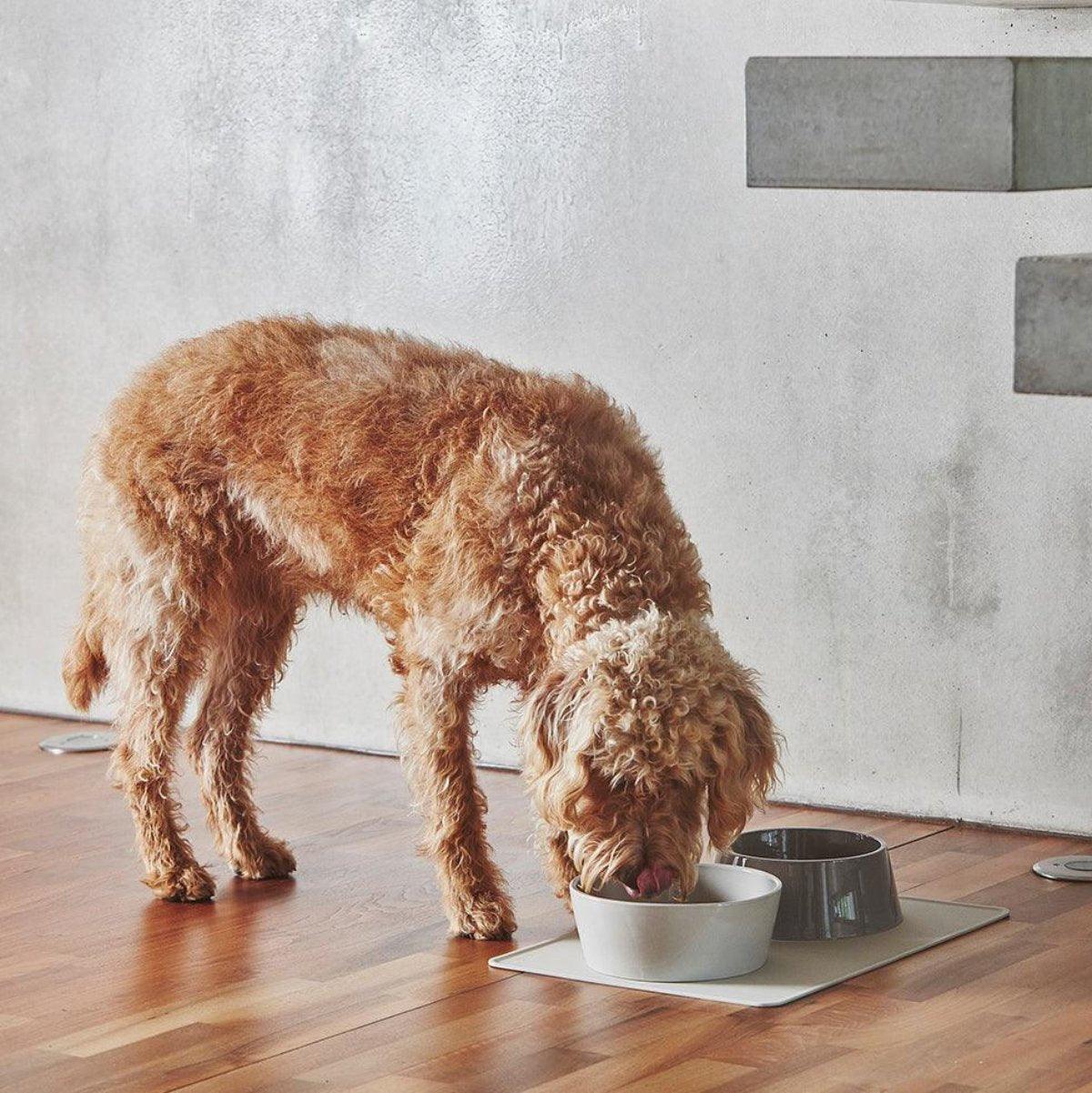 Gamelle en porcelaine pour chien double - DOPPIO - Kasibe