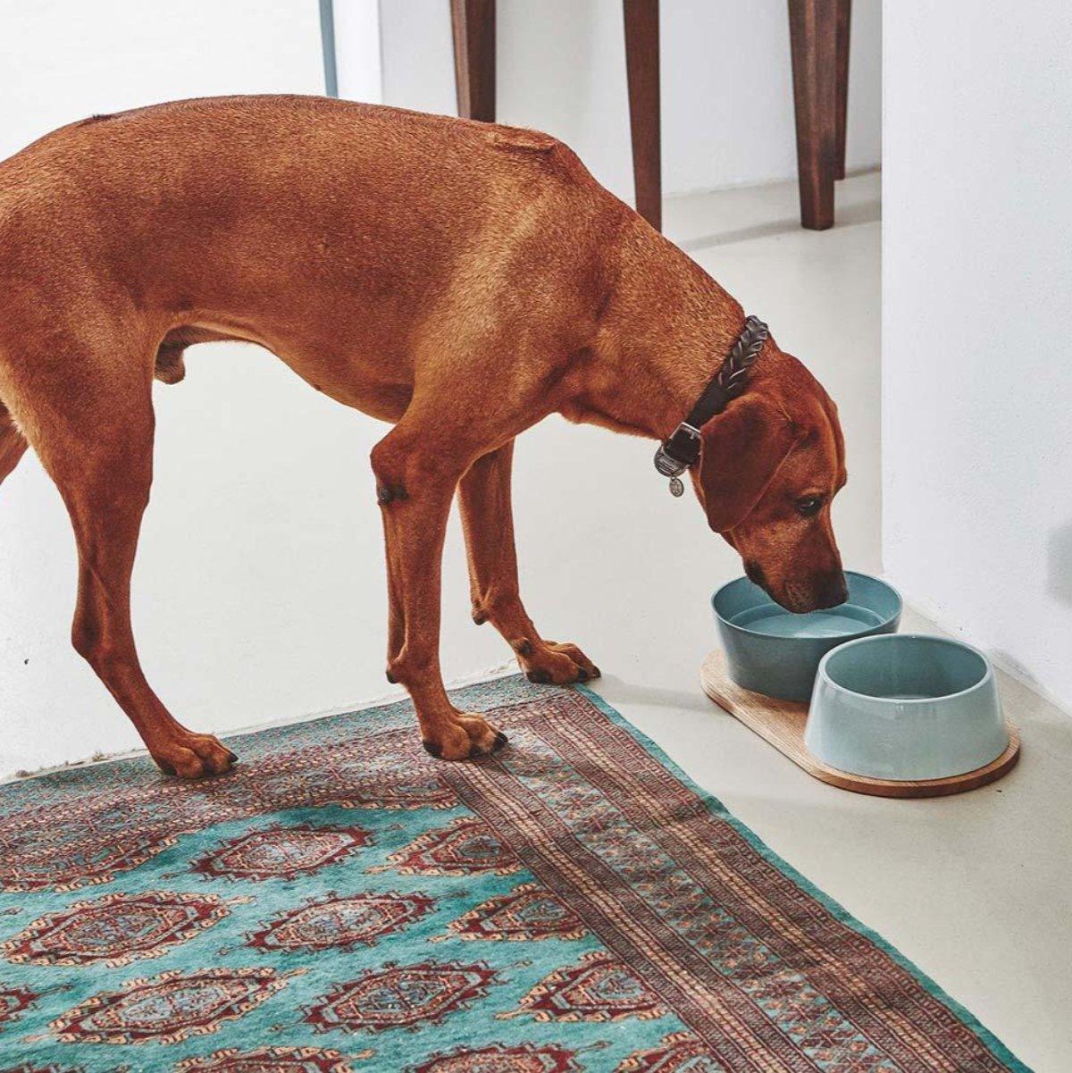 Gamelle en porcelaine pour chien double - DOPPIO - Kasibe