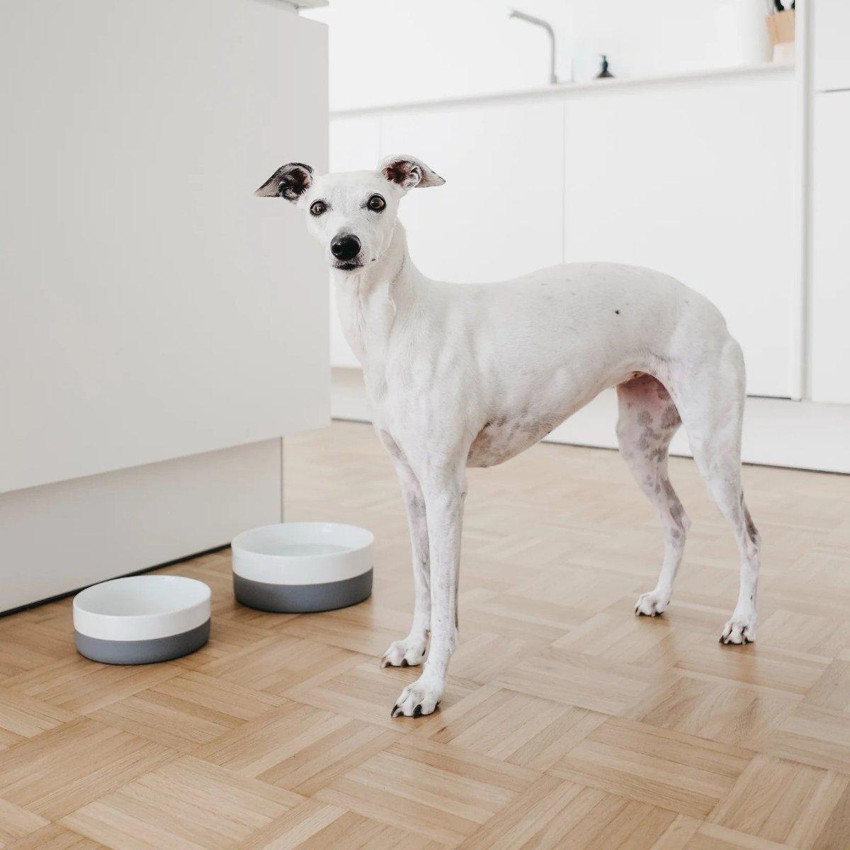 Gamelle pour chien en porcelaine - COPPA - Kasibe