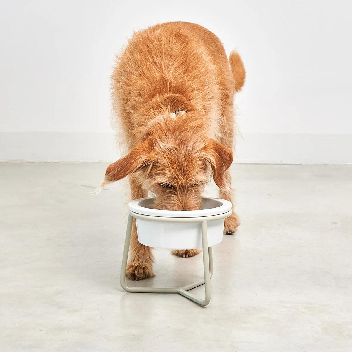 Gamelle pour chien en porcelaine - PRANZO - Kasibe