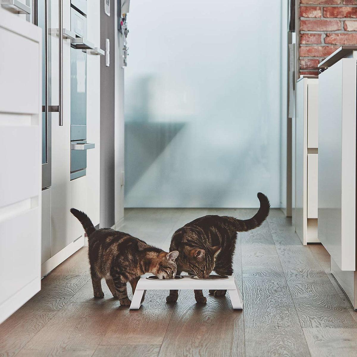 Gamelle surélevée pour chat - DESCO ALUMINIUM - Kasibe