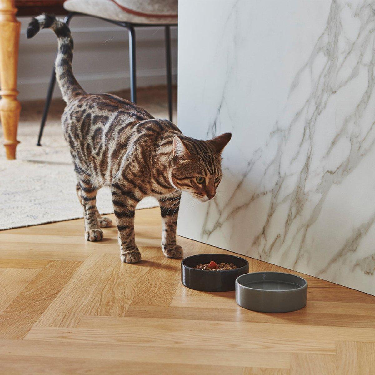 Gamelle pour chat en porcelaine - SCODELLA - kasibe