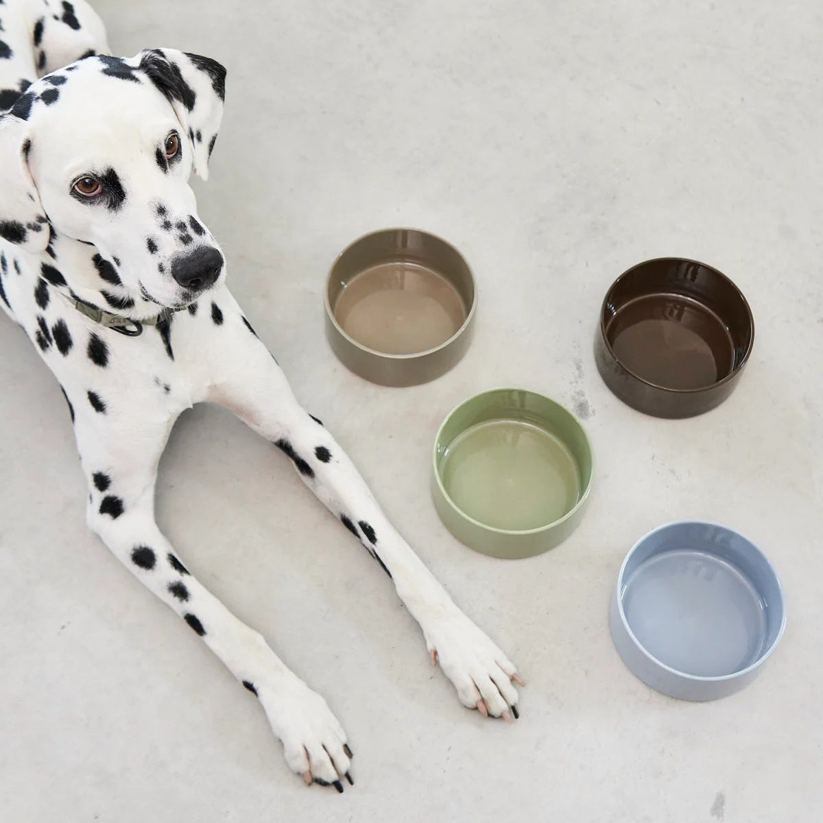 gamelle design pour chien en porcelaine couleurs - kasibe