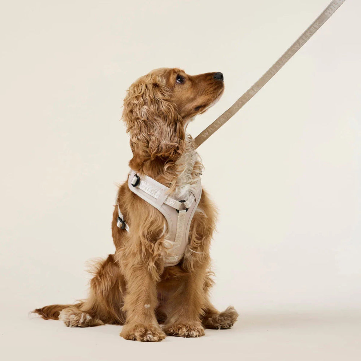 Harnais pour chien en Y en nylon beige - kasibe