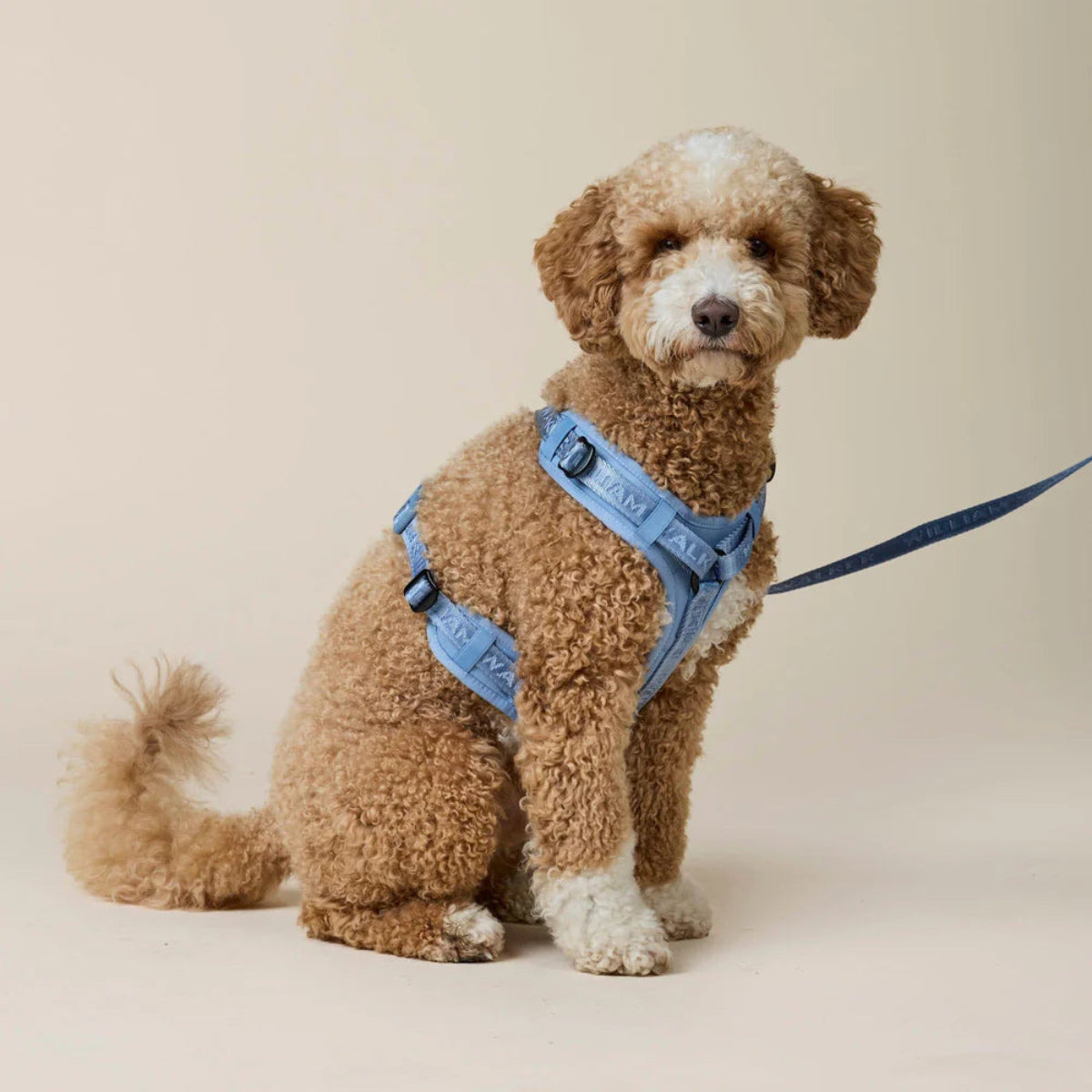 Harnais pour chien en Y en nylon bleu - kasibe