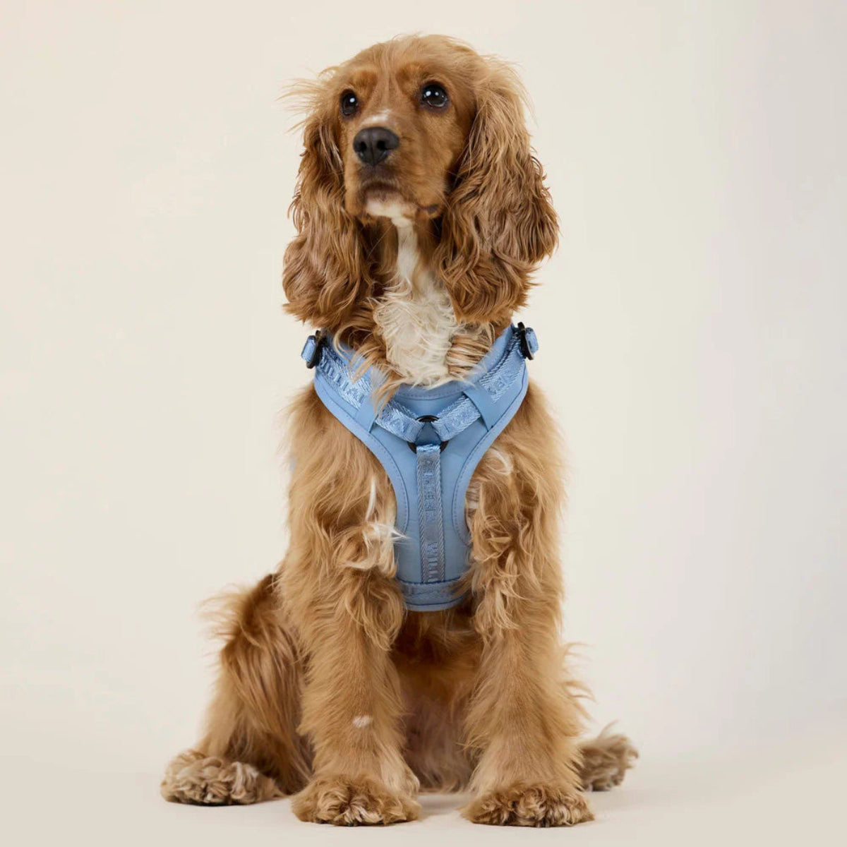 Harnais pour chien en Y en nylon bleu détail devant - kasibe