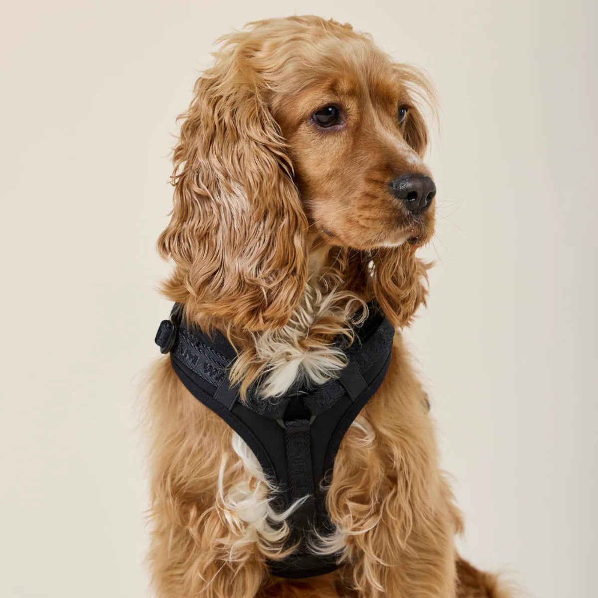 Harnais pour chien en Y en nylon noir - kasibe