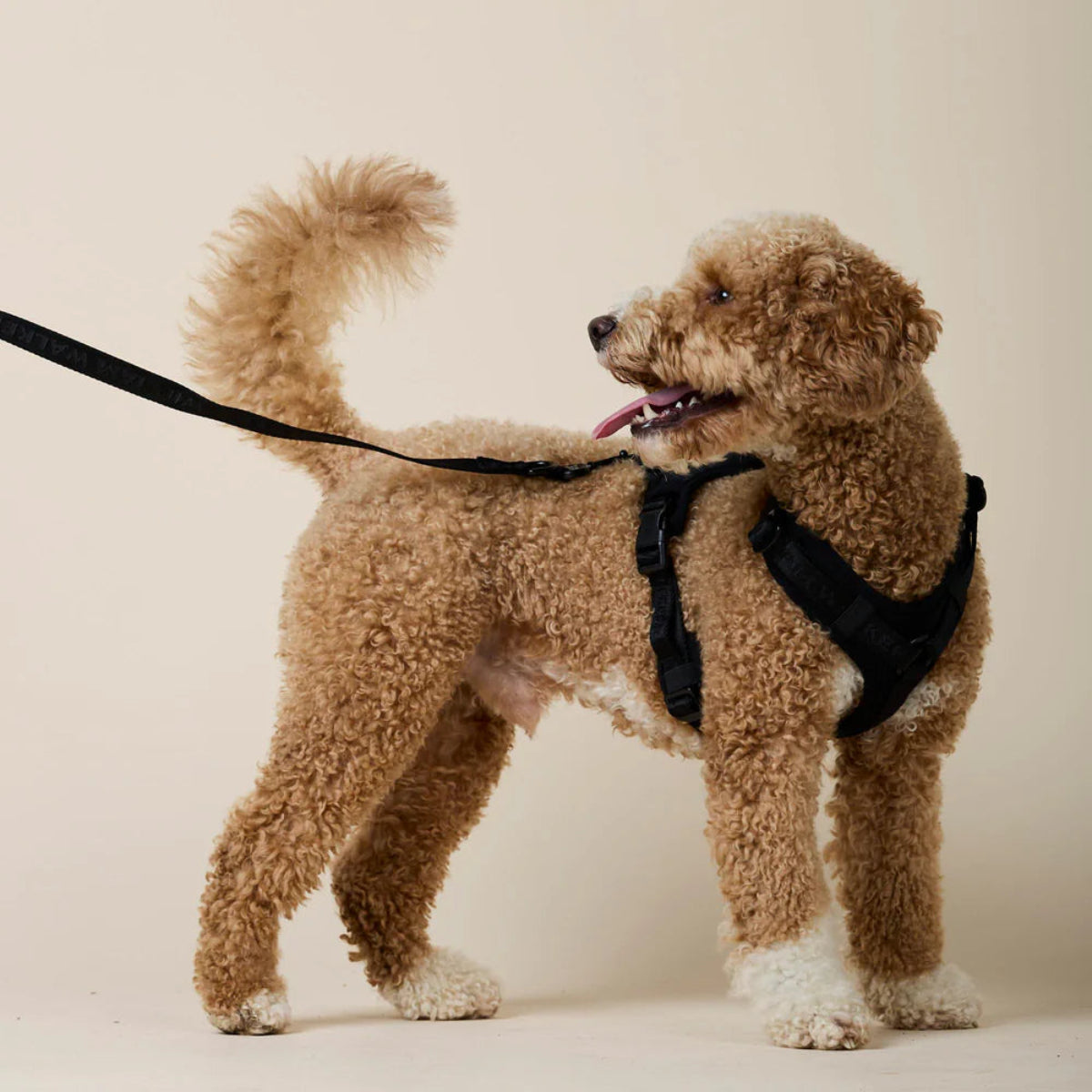 Harnais pour chien en Y en nylon noir - kasibe