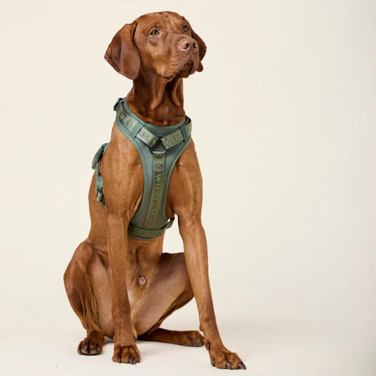 Harnais pour chien en Y en nylon vert- kasibe
