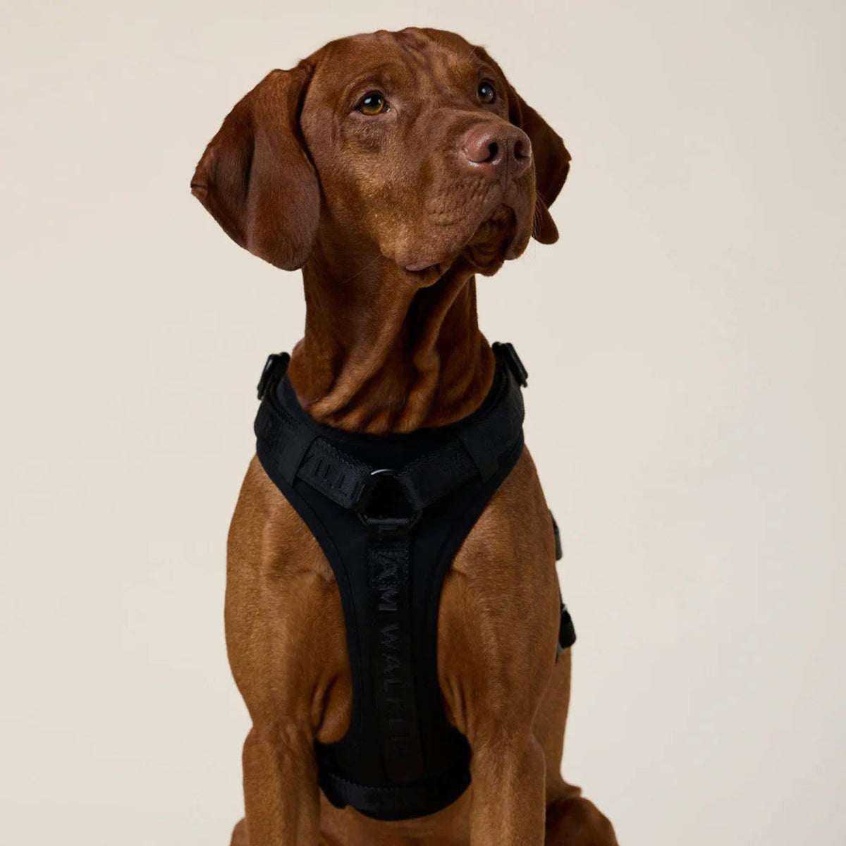 Harnais pour chien en Y en nylon noir détail devant - kasibe