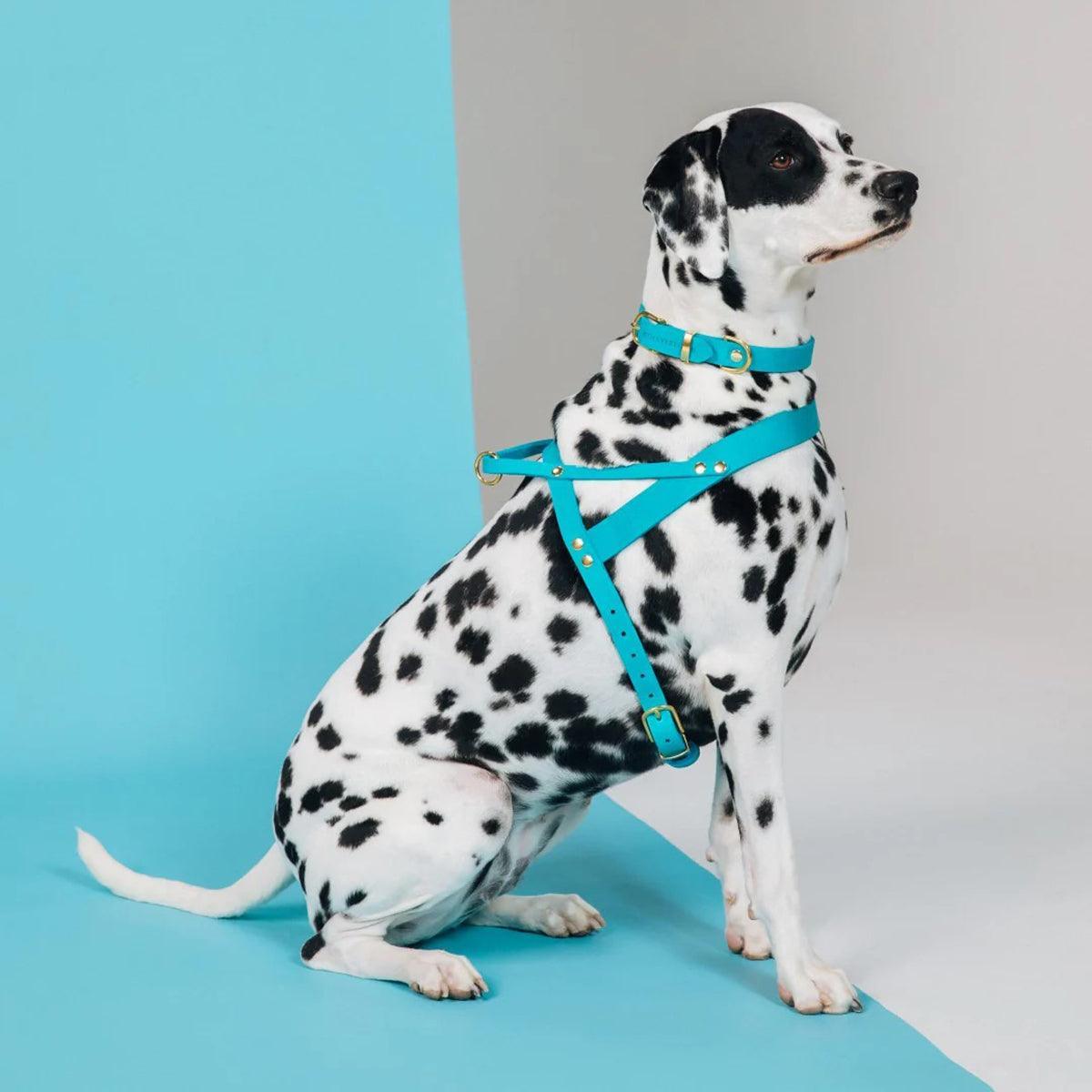 Harnais de luxe pour chien - FIDJI - Kasibe