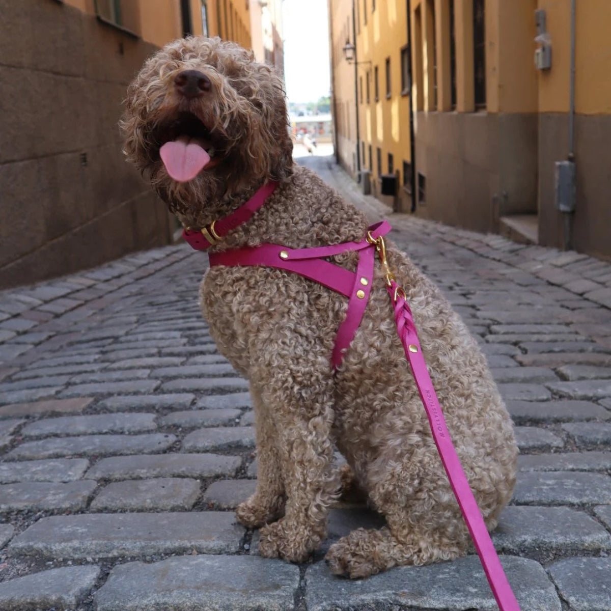 Harnais pour chien en cuir - BUTTER FLAMINGO - Kasibe