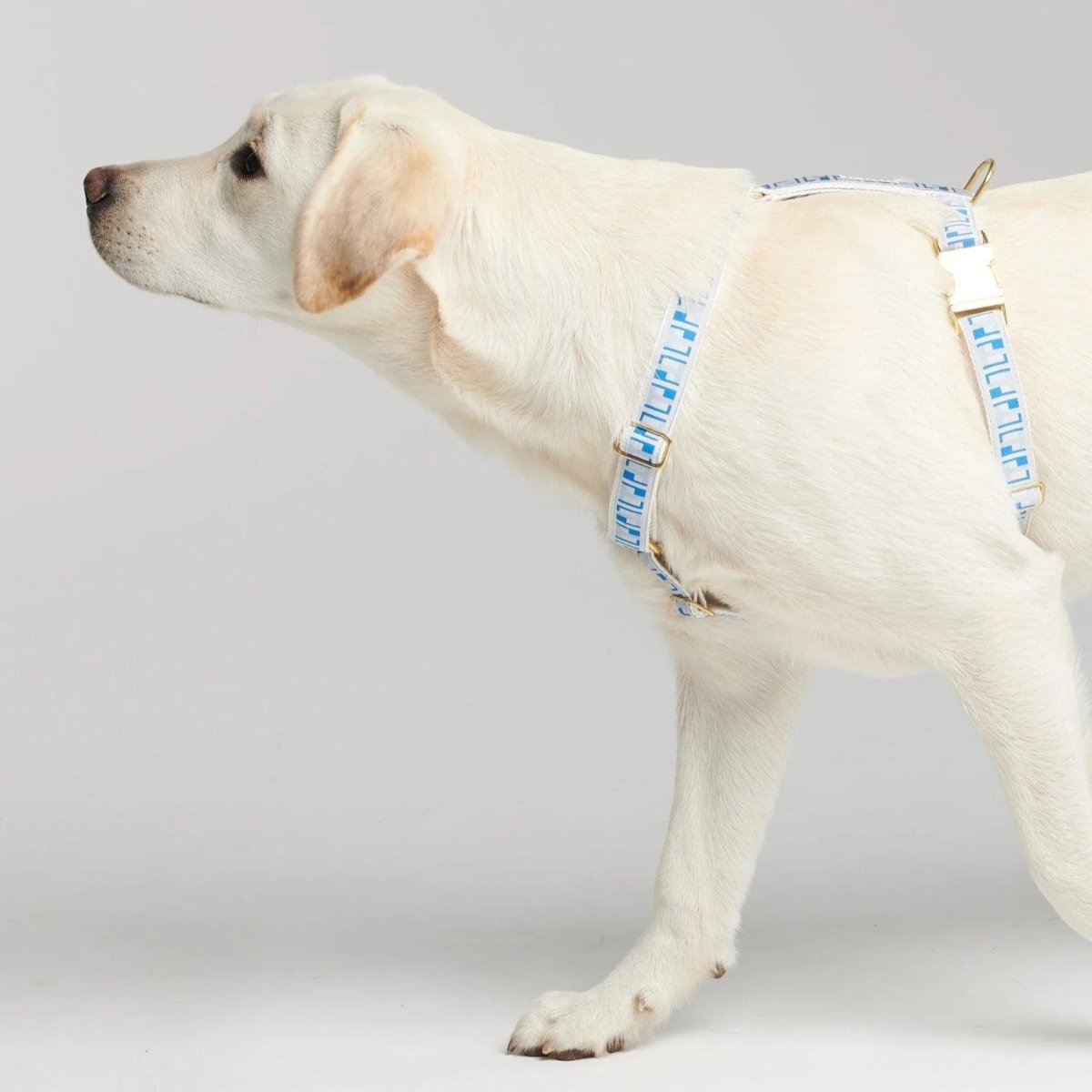 Harnais pour chien en H - HEY SCOUT - Kasibe