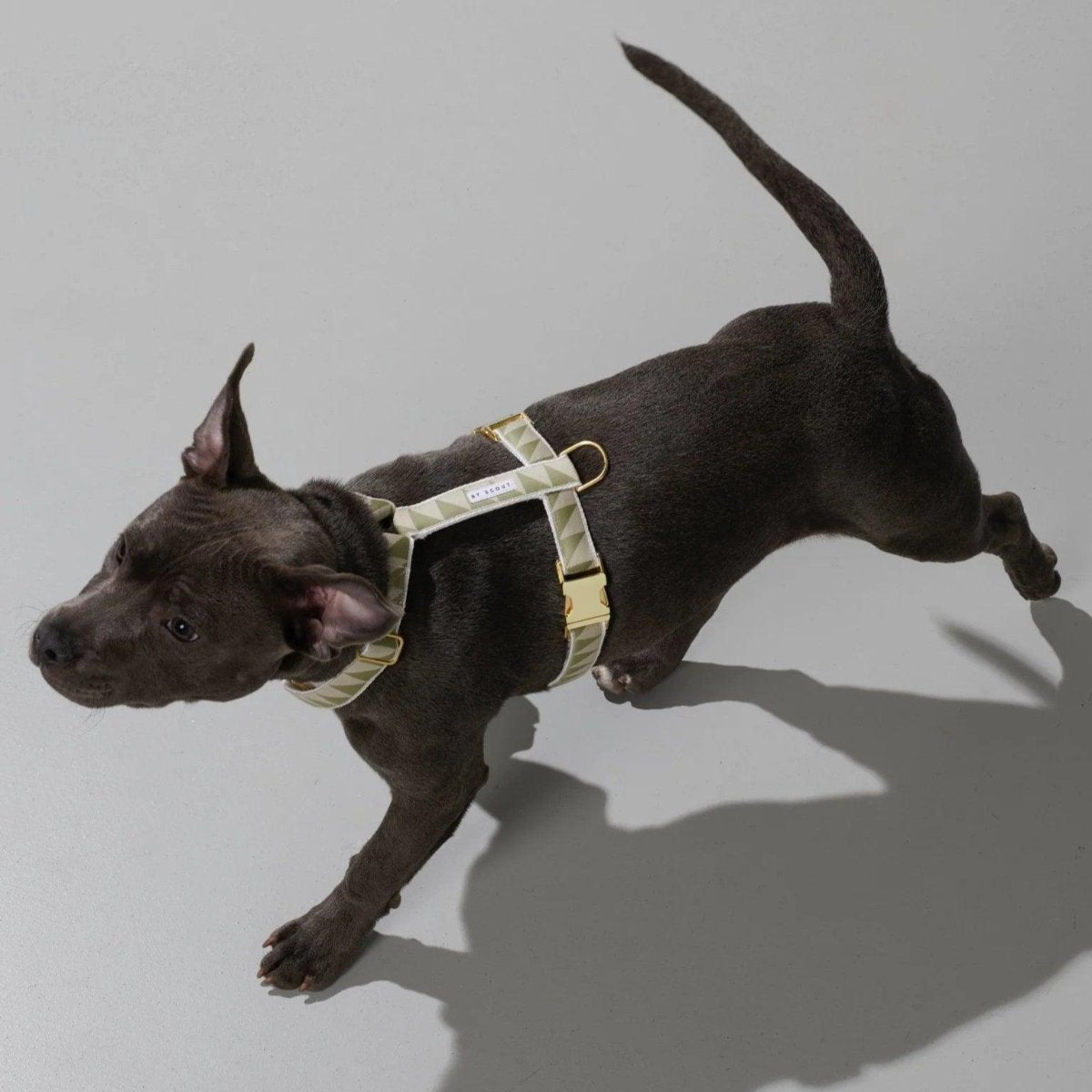 Harnais pour chien en H - HEY SCOUT - Kasibe