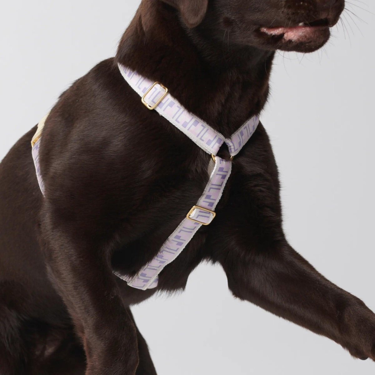 Harnais pour chien en H - HEY SCOUT - Kasibe
