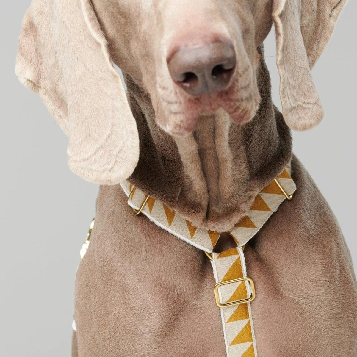 Harnais pour chien en H - HEY SCOUT - Kasibe