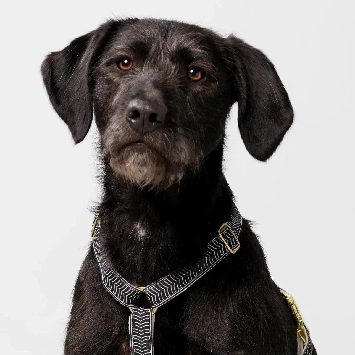 Harnais pour chien en H - HEY SCOUT - Kasibe