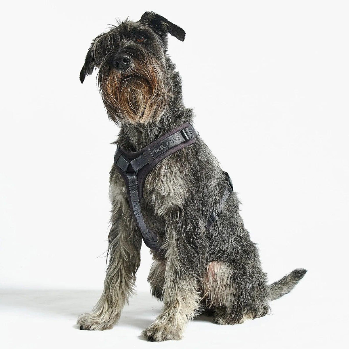 Harnais pour chien sportif - MODENA - Kasibe