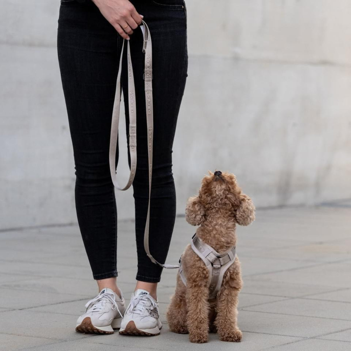 Harnais pour chien sportif - MODENA - Kasibe