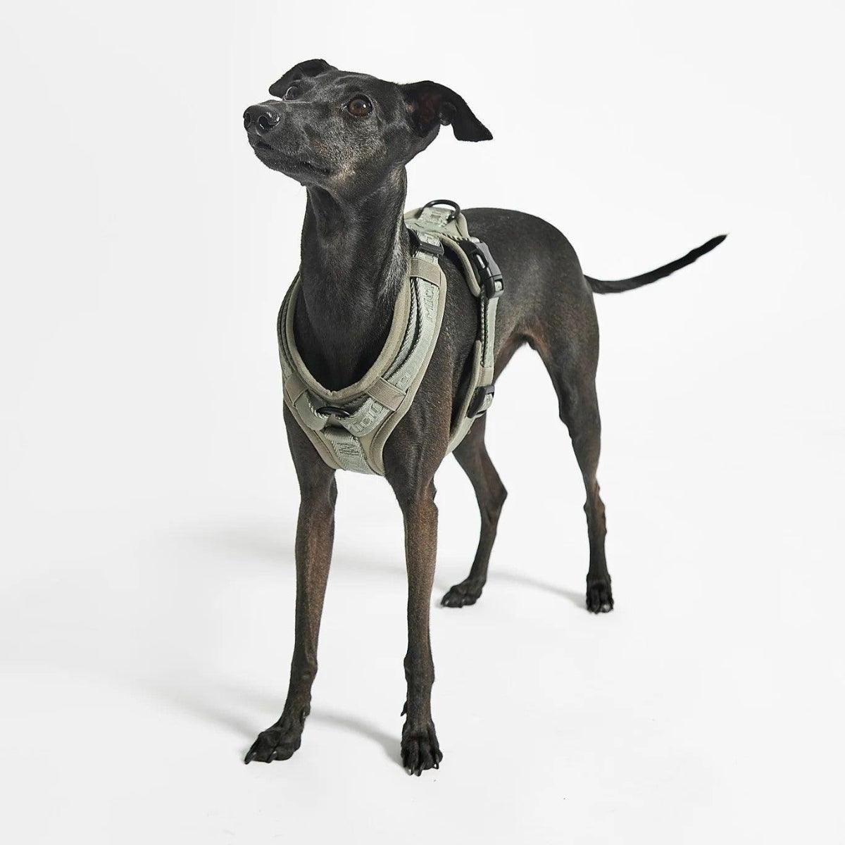 Harnais pour chien sportif - MODENA - Kasibe