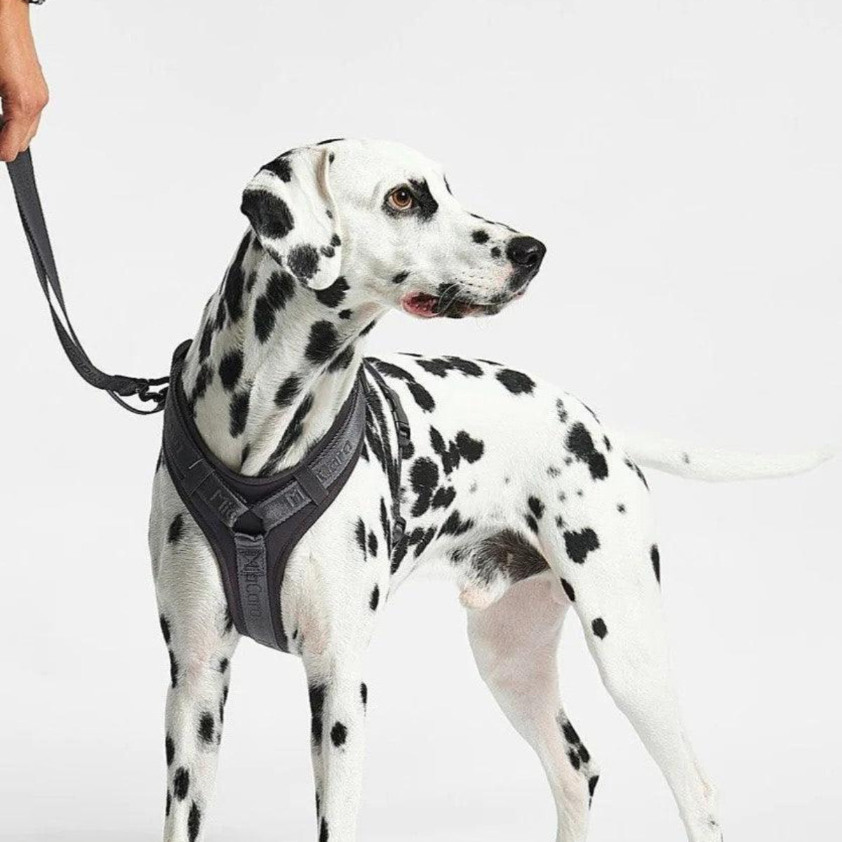Harnais pour chien sportif - MODENA - Kasibe