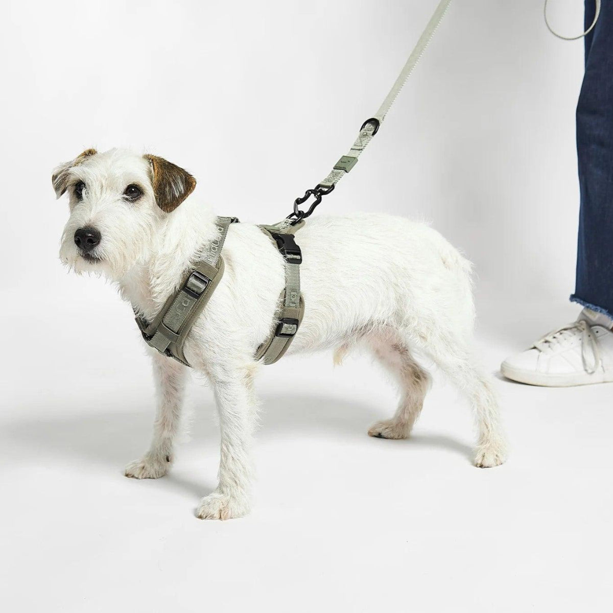 Harnais pour chien sportif - MODENA - Kasibe