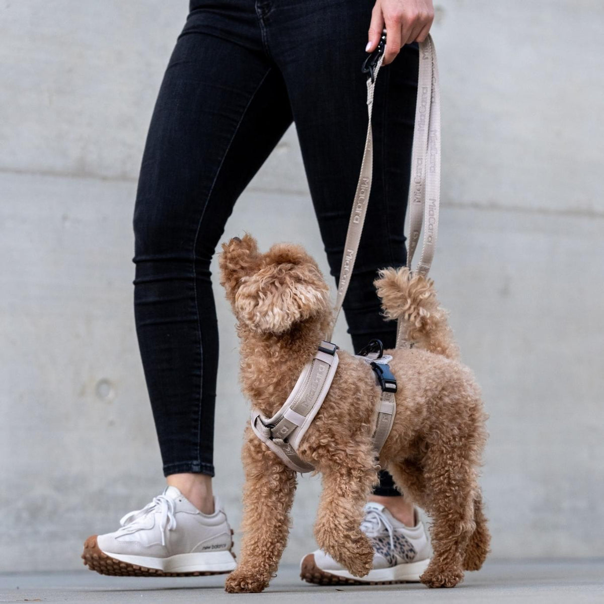 Harnais pour chien sportif - MODENA - Kasibe