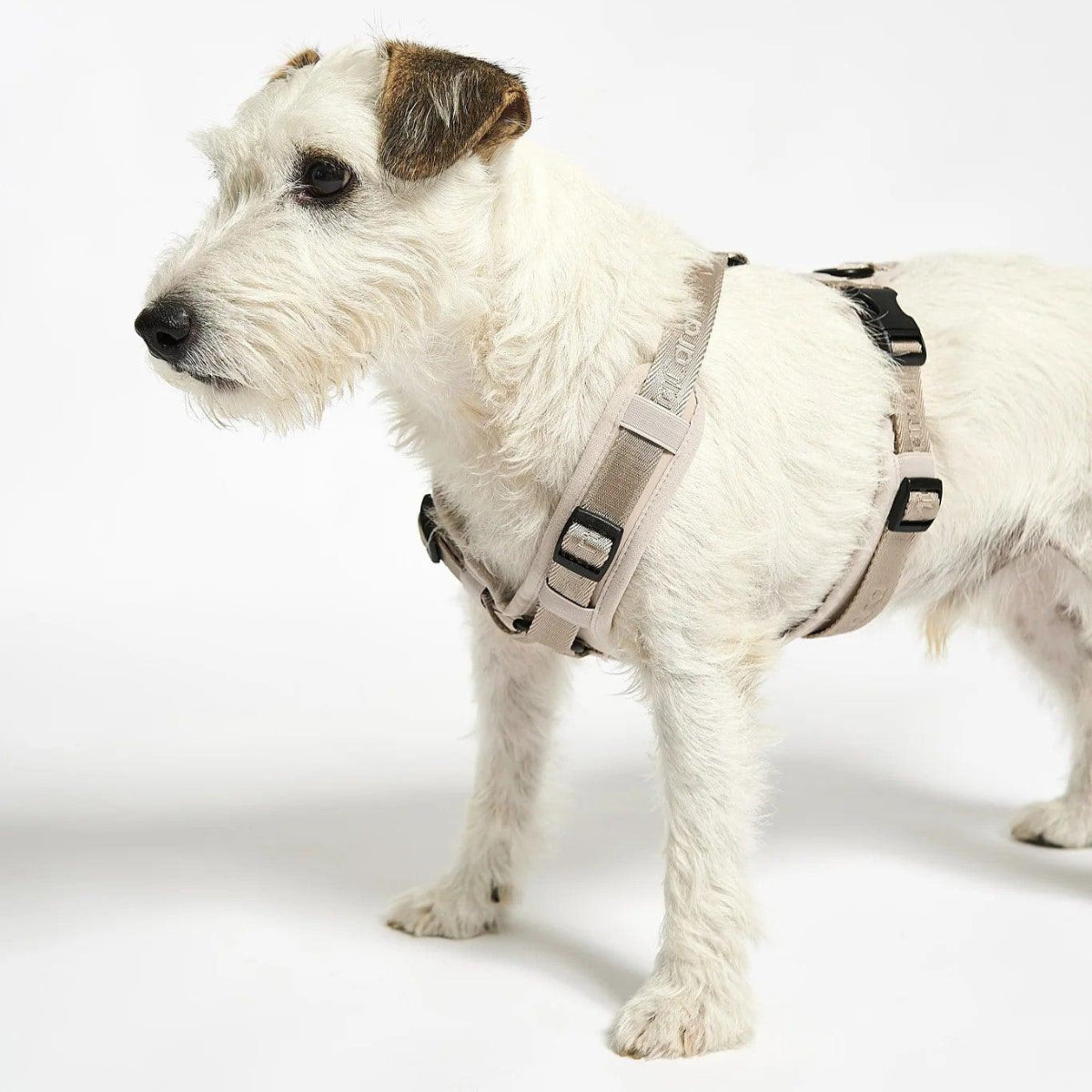 Harnais pour chien sportif - MODENA - Kasibe