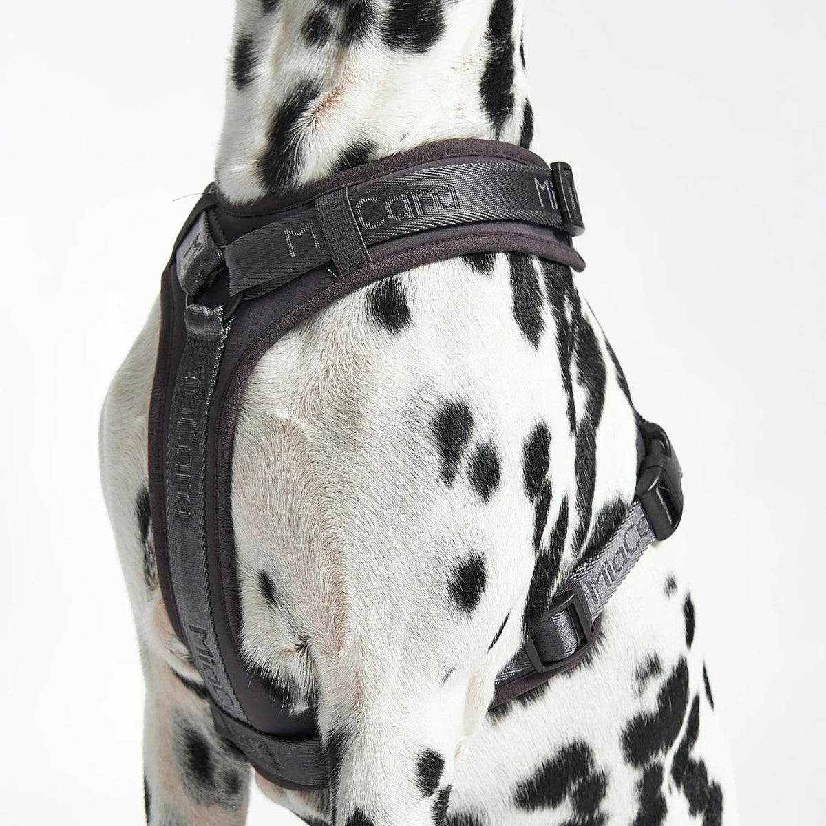 Harnais pour chien sportif - MODENA - Kasibe