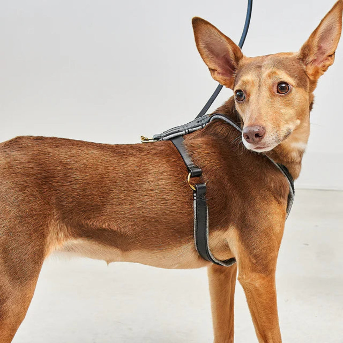 Harnais pour chien - VERONA - Kasibe