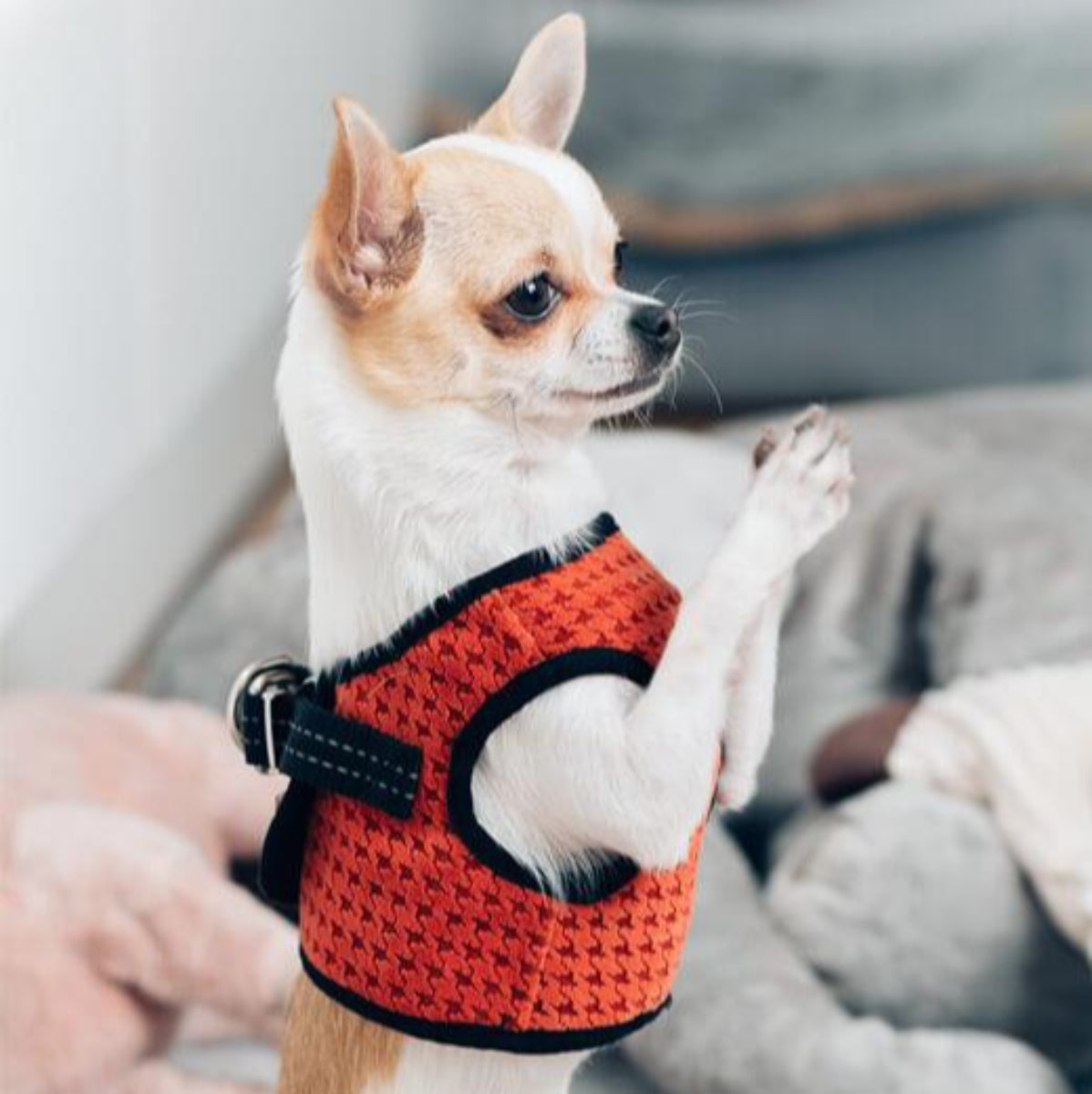 Harnais pour petit ou grand chien - SOHO - Kasibe