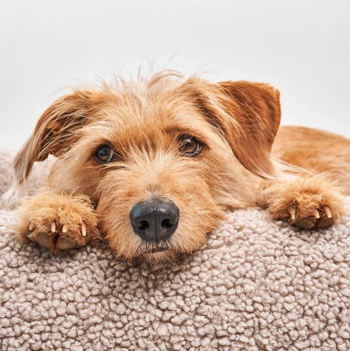Housse rechange de panier pour chien - SENSO - Kasibe
