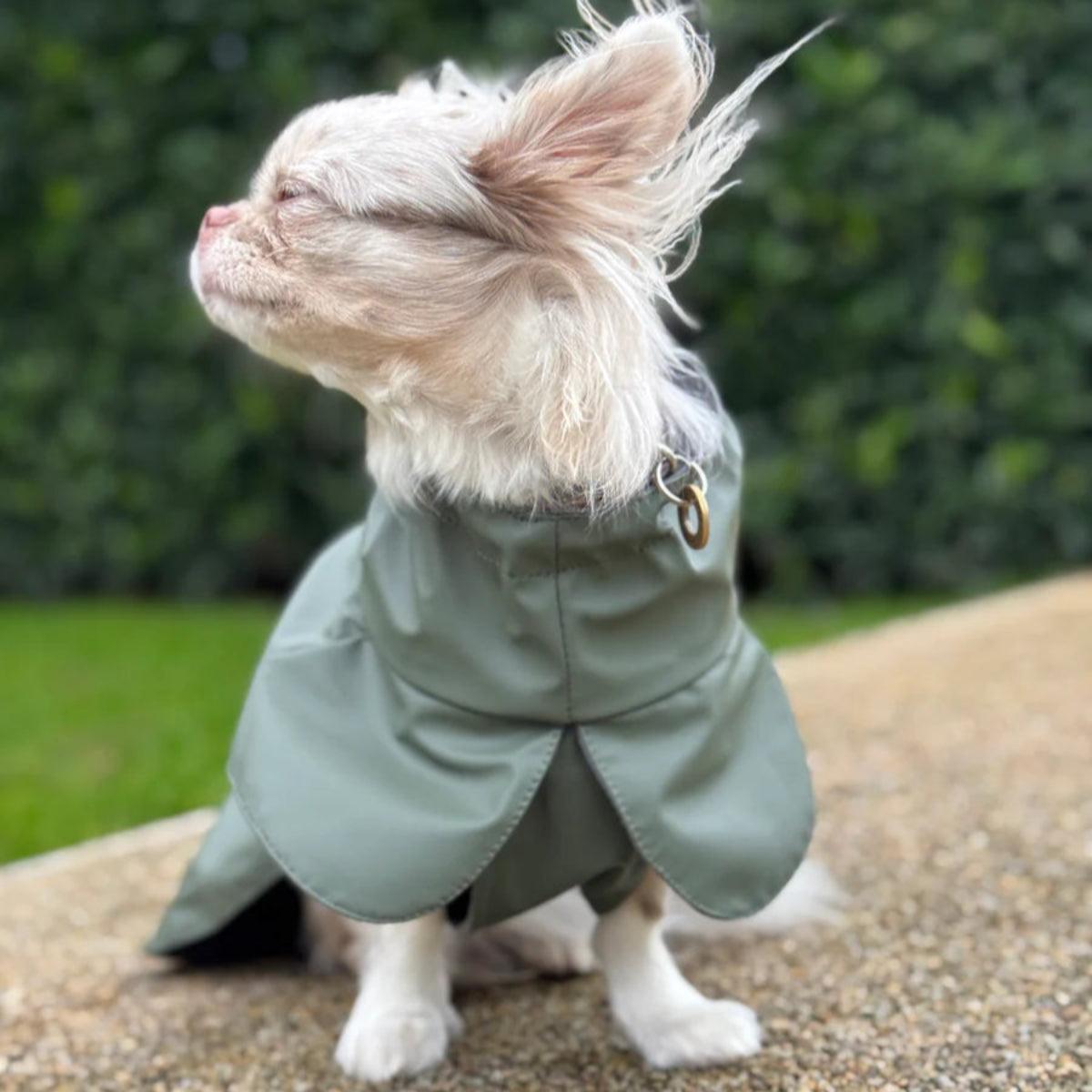Imperméable pour chien vert - kasibe