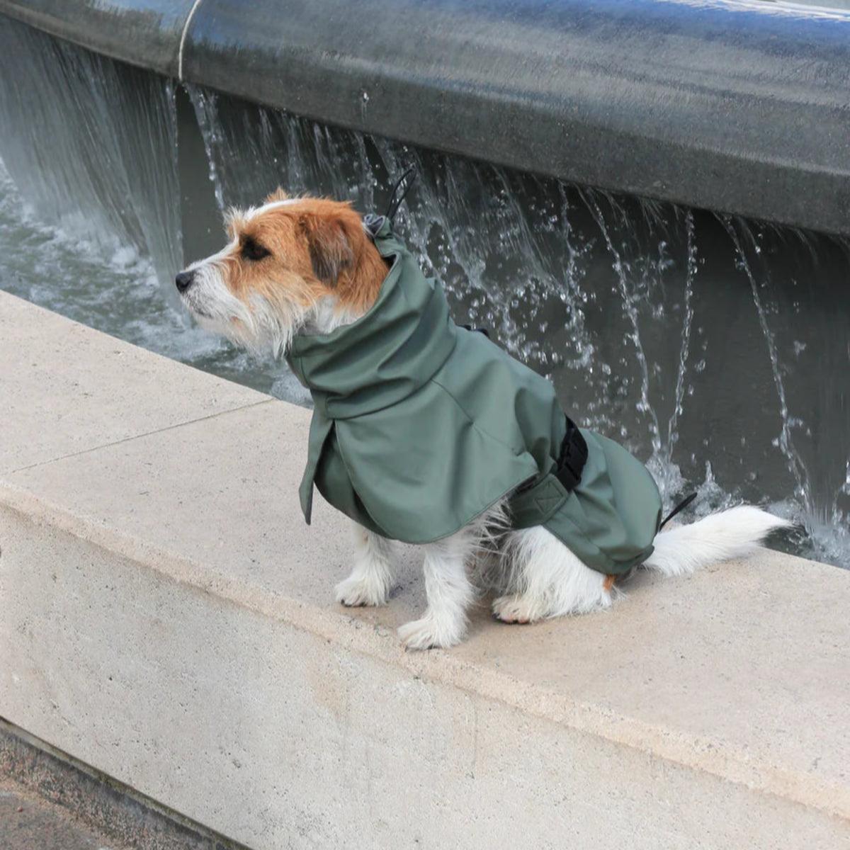 Imperméable pour chien vert - kasibe